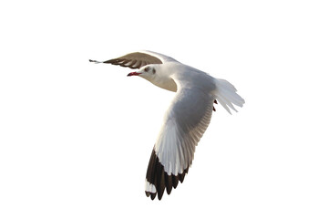 Beautiful seagull flying isolated on transparent background.