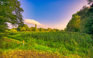 Cornfield in rural Noord-Brabant, The Netherlands. Featuring a blue sky and one cloud which is...
