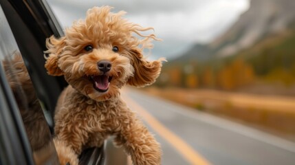 Joyful yellow poodle happily peeks out of car window with a blurred road background