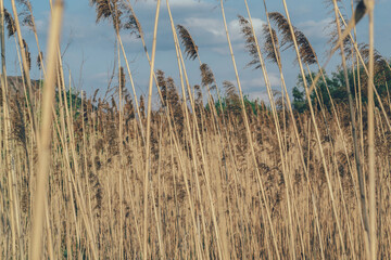 Reeds, nature, yellow stems, calm blue sky, mood, peace, Ukraine, landscape, outside the city