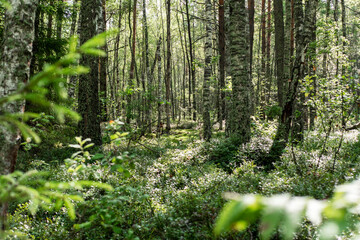 beautiful sunny forest, walks in the forest, fresh air.