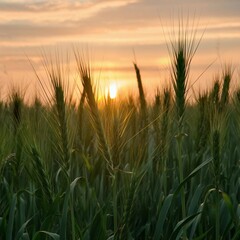 Obraz premium sunset in the field