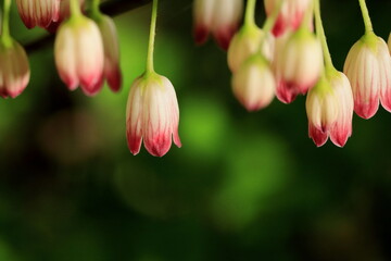 満開のサラサドウダン