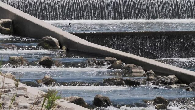 大和川の堰堤に設置された魚道