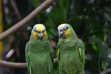 couple of green and yellow macaw