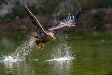 White Tailed Eagle (Haliaeetus albicilla) in flight. Also known as the ern, erne, gray eagle,...