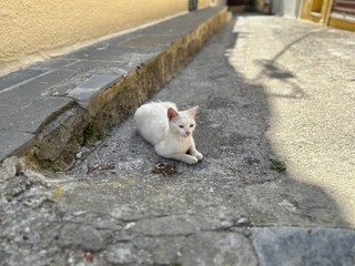 Fototapeta premium White Stray cat on the city streets of Rhodes, Greece