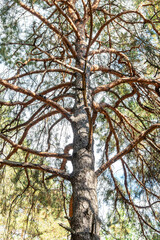 Huge spreading pine tree with thick branches against the blue sky