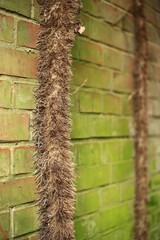 Thick stem with aerial roots of Hedera helix, the European ivy
