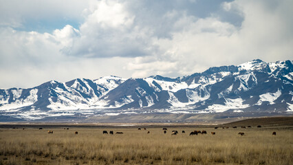 the spring foothills of the snowy mountains