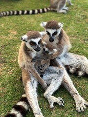 Family of ring lemurs with baby lemur at farms of Rhodes zoo, Greece
