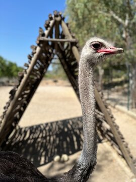 Closeup of an ostrich at Farma of Rhodes zoo in Greece