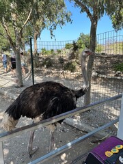Ostrich in a petting zoo in Rhodes, Greece