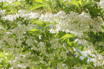 新緑とエゴノキの花