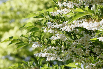 新緑とエゴノキの花
