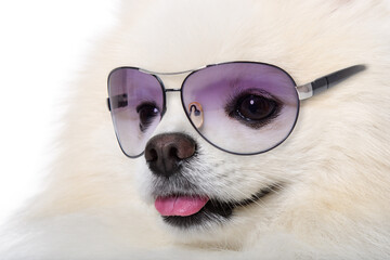Portrait of a Spitz dog wearing sunglasses isolated on a white background
