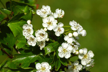 Close up white flowers of common hawthorn, one-seed hawthorn (Crataegus monogyna) rose family...