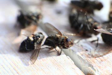 Macro shot of dead flesh flies (Sarcophaga species)