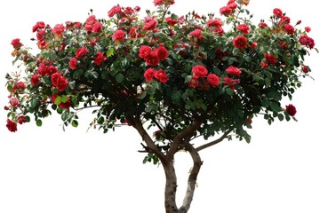 Images of a red rose tree with a blossom bush isolated on a white backdrop. Generative Ai