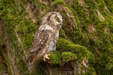 Boreal owl (Aegolius funereus) is small owl. In Europe, it is typically known as Tengmalm's owl after Swedish naturalist Peter Gustaf Tengmalm or, more rarely, Richardson's owl.