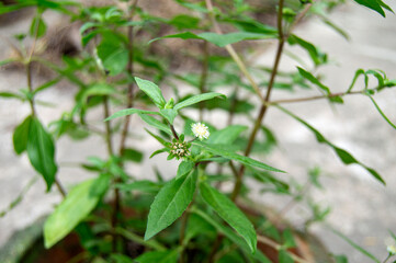 False daisy. Eclipta alba. Karisalankanni. yerba de tago. Eclipta prostrata. Bhringraj plant. White flower of Medicinal plant on Natural background. keshoraj, Eclipta prostrata