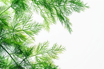 Images of dill leaf trees and plants isolated on a white background. Generative Ai