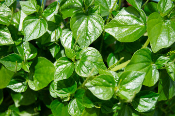 Small green leaves of Peperomia pellucida plant. tumpang air, tumpang angin or suruhan. Peperomia pellucida. Leaves and young shoots - eaten in salads or used as a potherb.