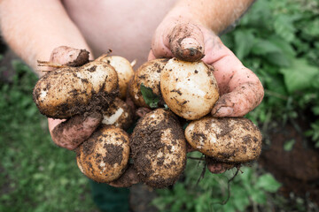 Fresh potatoes in the hands of man , natural farming, organic produce.