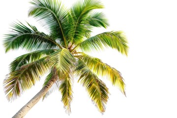 Isolated plant picture with a palm tree on a white backdrop. Generative Ai