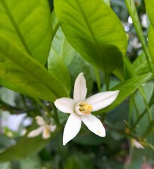 Orange blossom in spring
