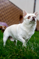 Portrait of a cute chihuahua, Chihuahua portrait on grass in summer