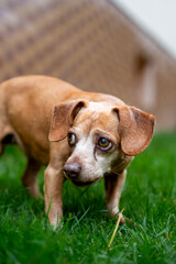 Big-eyed dog, dachshund mestizo , close up