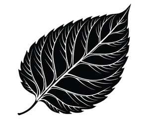 Black and white leaf