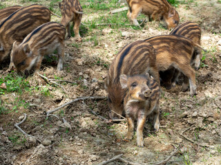 Wildschwein Frischlinge auf sonnigem Acker im Herbst