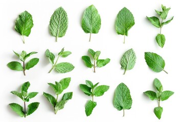 A collection of fresh mint leaves on a white surface. Perfect for culinary or health-related designs