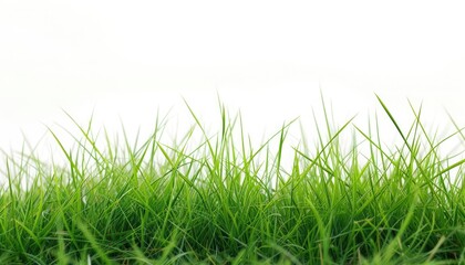 Fototapeta premium Authentic nature vibe on plain white.