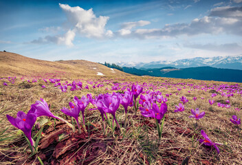 Wonderful spring view of blooming crocuses on mountain meadow. Magnificent morning scene of Carpathian mountains, Ukraine, Europe. Beauty of nature concept background.