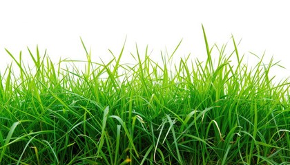 Obraz premium Serene garden scene on blank canvas.