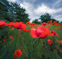 Blooming of poppy flowers on freen meadow. Papaveraceae family plants in the botanical garden. Anamorphic macro photography.