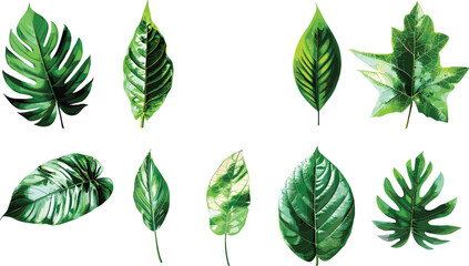 Tropical Green Leaves Varieties Isolated on Transparent PNG Background