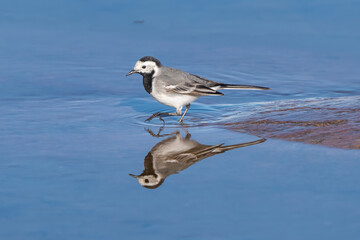 White wagtail with reflection