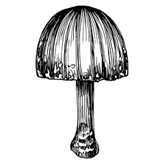 Mushrooms outline