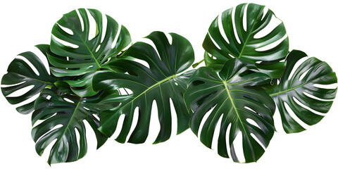 Realistic Detailed 3D Green Monstera Leaf