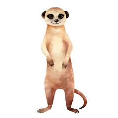 AI-Generated Watercolor Cute Meerkat standing Clip Art Illustration. Isolated elements on a white background.