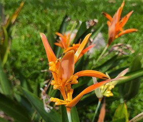 Orange bird of paradise