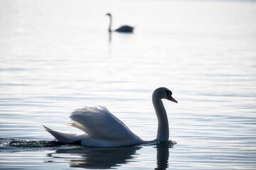Ein weißer Schwan schwimmt vorbei auf ruhigem Wasser. Im Hintergrund eine silhouette eines Schwan. Bodensee