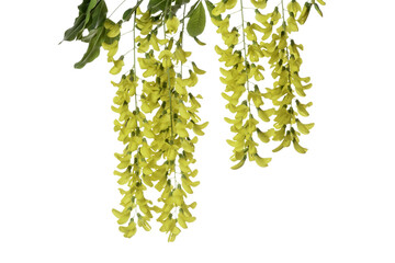 Caragana Arborescens