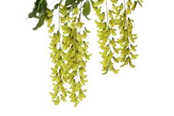 Caragana Arborescens