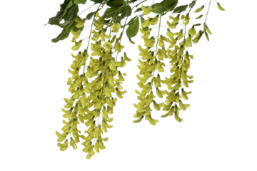 Caragana Arborescens