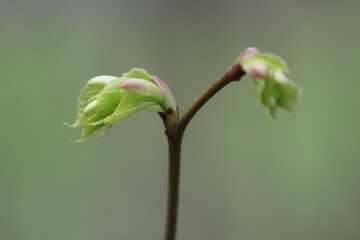 buds of a plant